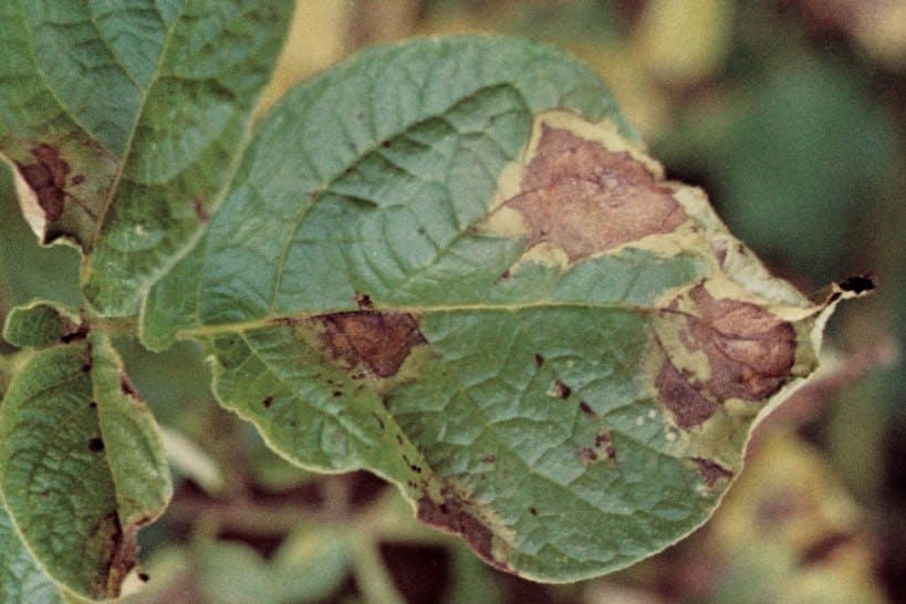 Late Blight - Potatoes